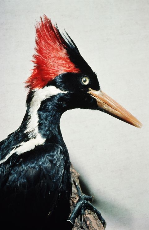 The Ivory-billed Woodpecker (Campephilus principalis)