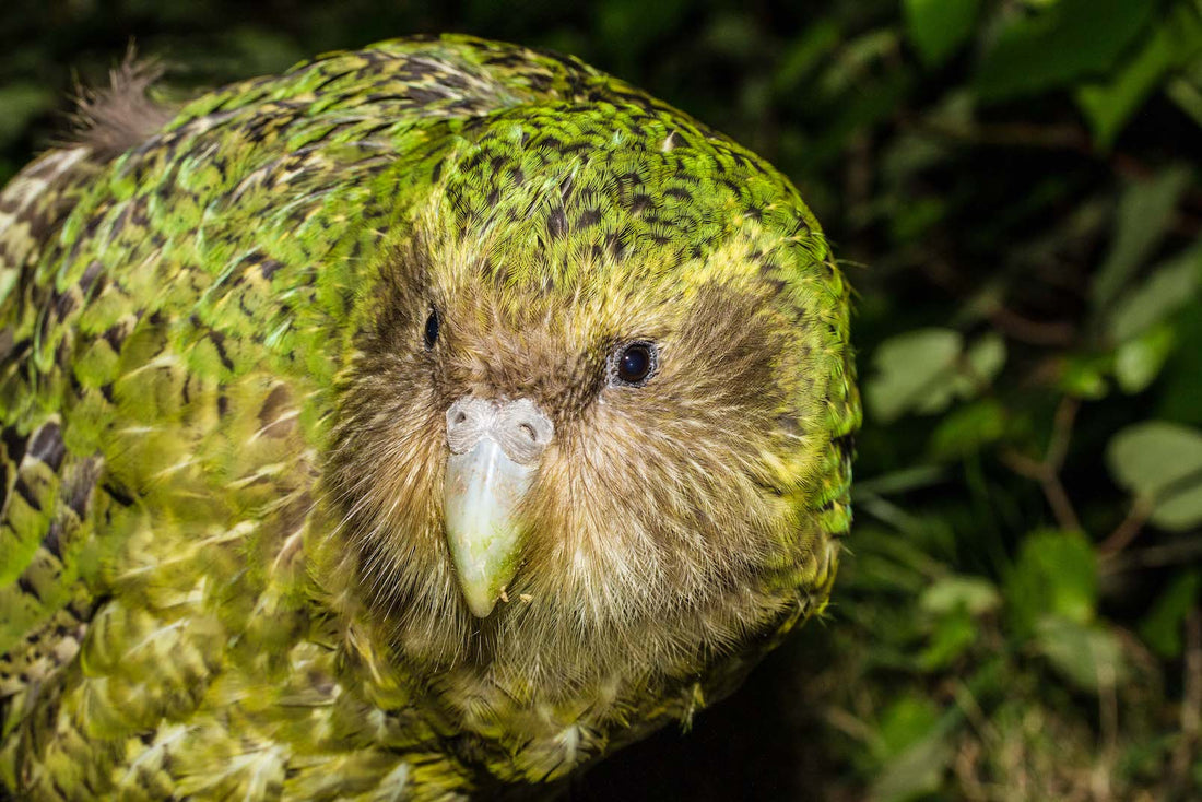 The Kakapo (Strigops habroptilus)