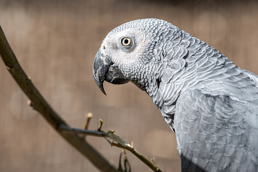The African Gray Parrot: A Master of Intelligence and Mimicry