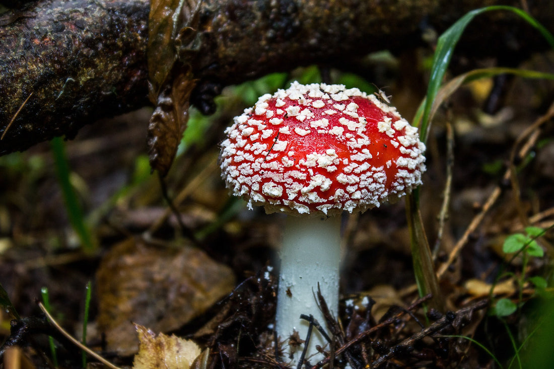What mushrooms can we encounter while hiking in America?